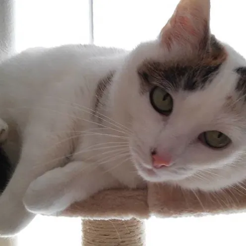 Akira Yamoaka, a cat, is laying down on top of a cat tree.